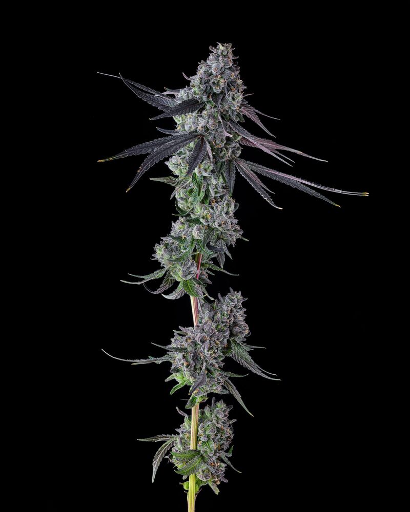 Goofiez^2, Фасовка: 3, изображение 2